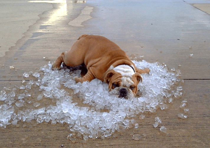 Dog on Ice